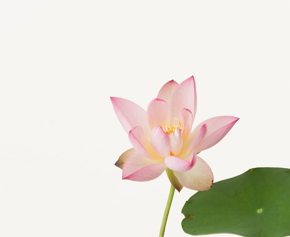 Takashi Tomo-oka, Bichuko 2, Bichuko, 2013