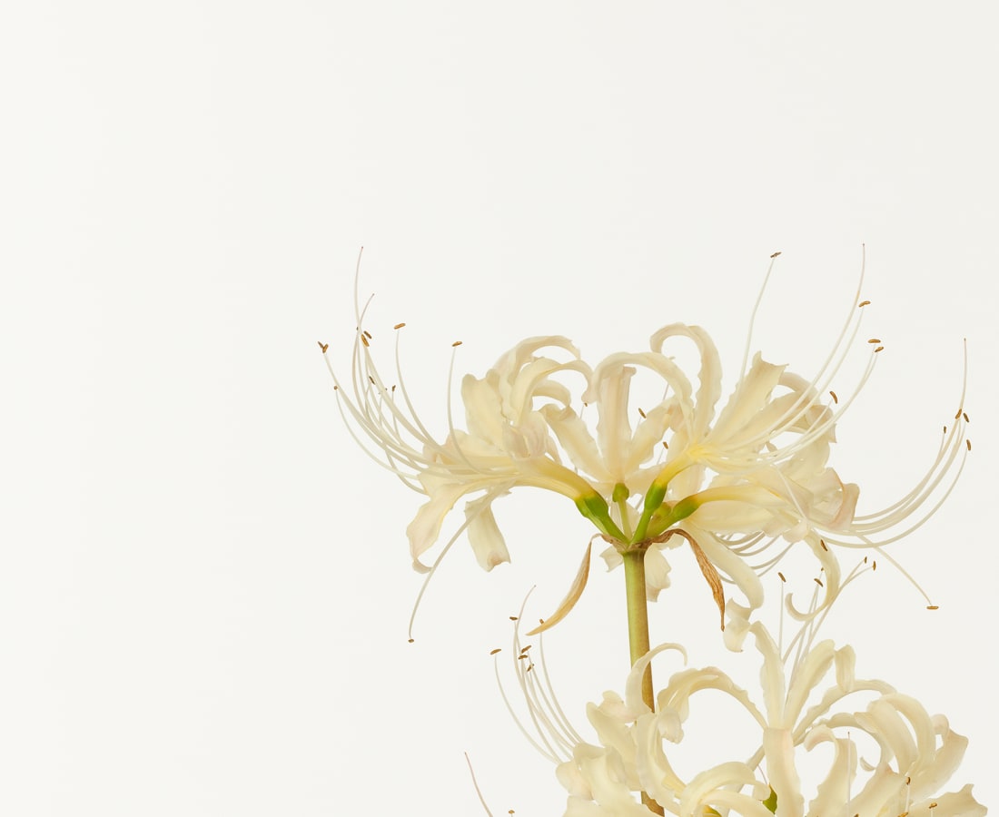 Takashi Tomo-oka, White Spider Lily , 2009