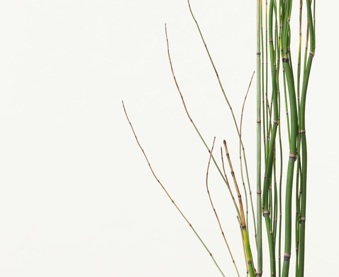 Takashi Tomo-oka, Rough Horsetail 1, Tokusa, 2013