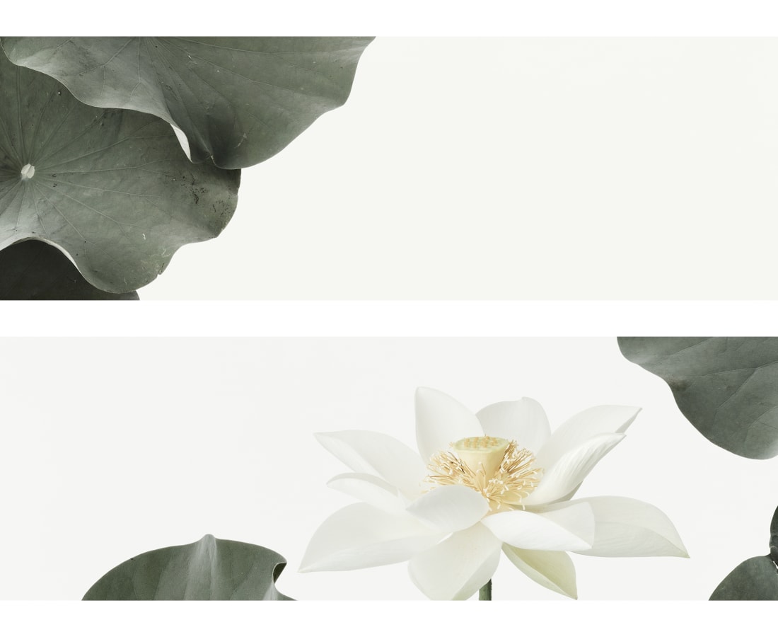 Takashi Tomo-oka, Kuwana White Lotus 2, Kuwana-Hakuren, 2016