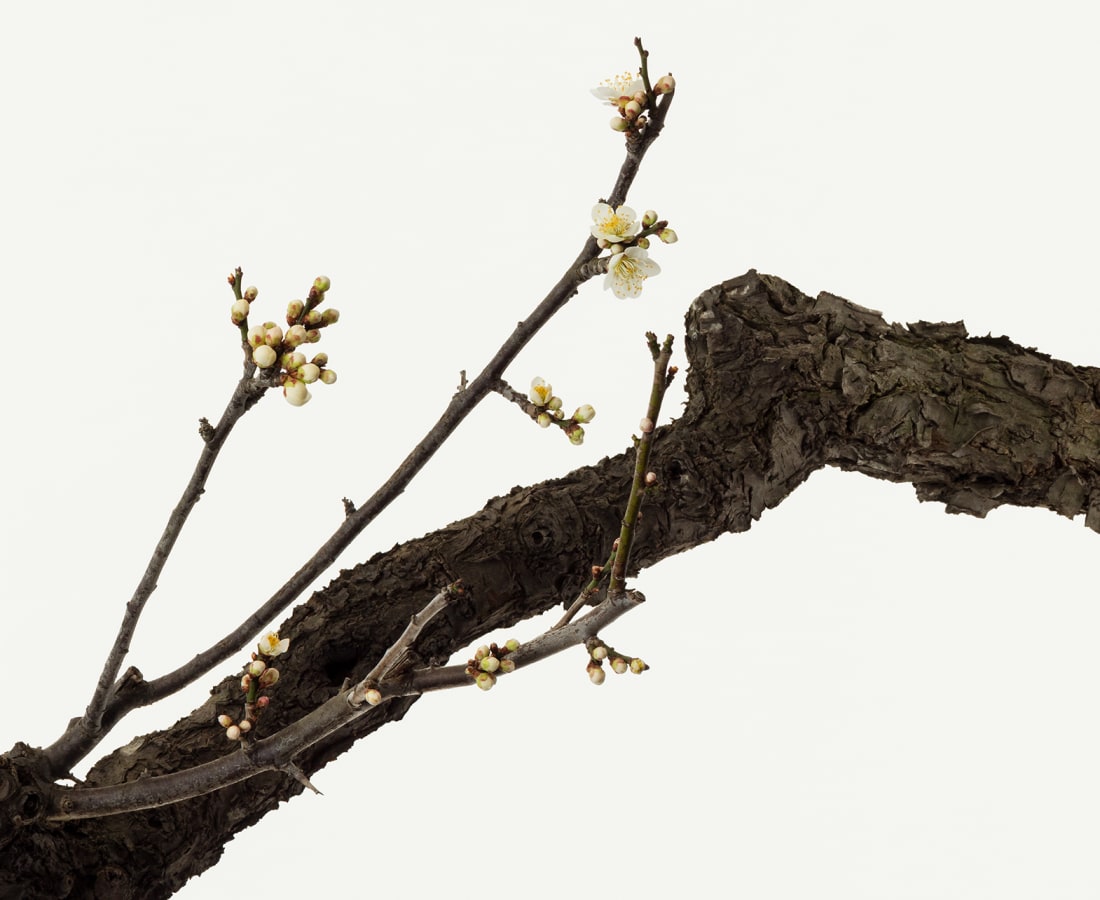 Takashi Tomo-oka, White Plum Blossom 5, Shiraume, 2018