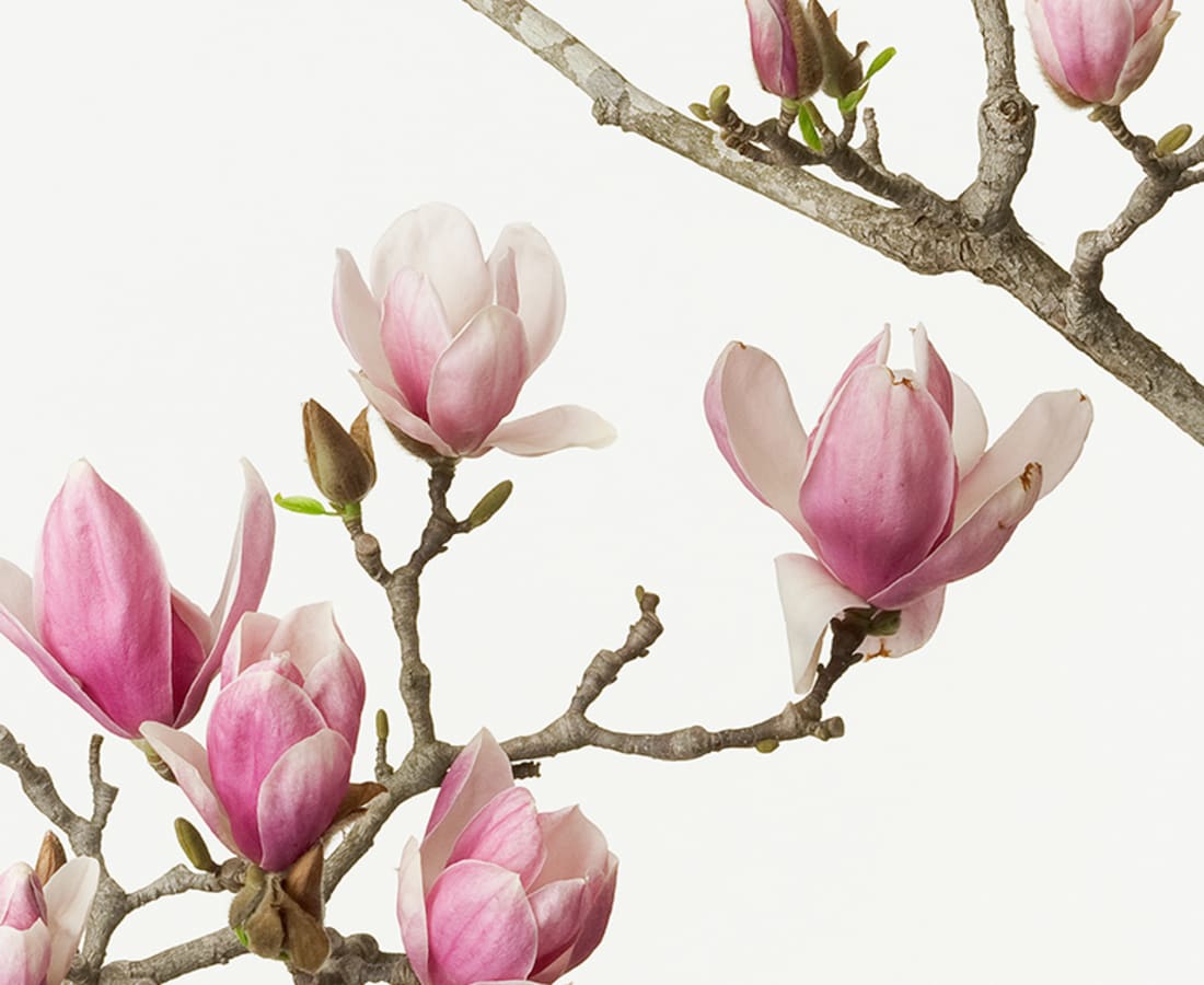 Takashi Tomo-oka, Magnolia Liliiflora 2, Mokuren, 2012