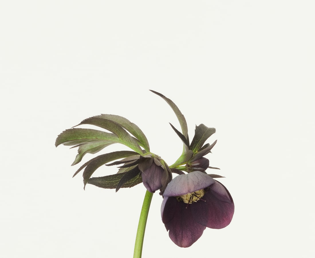 Takashi Tomo-oka, Christmas Rose 1, Christmas Rose, 2013