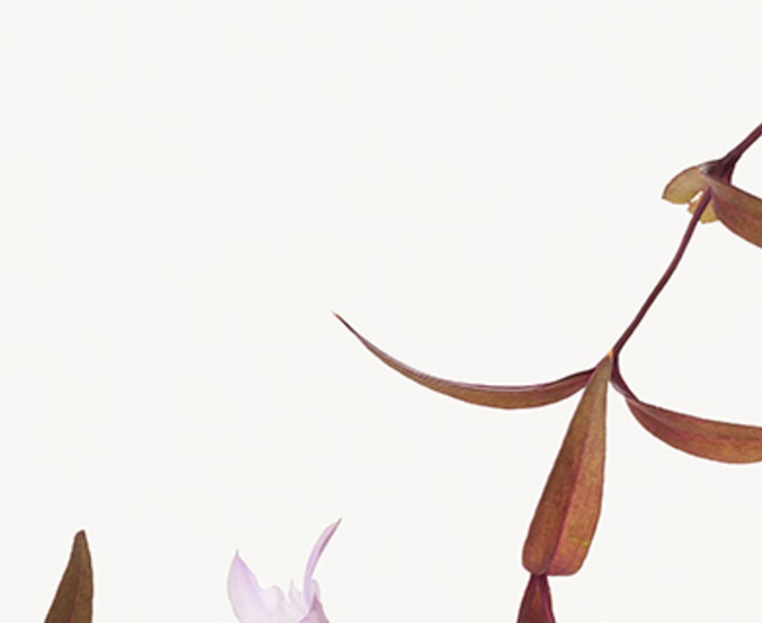 Takashi Tomo-oka, Gentiana Scabra 1, Rindo, 2014