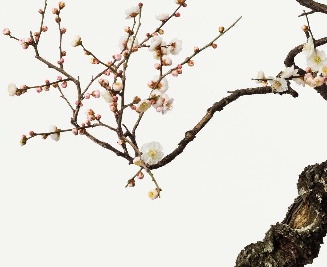 Takashi Tomo-oka, Plum 2, Ume, 2016