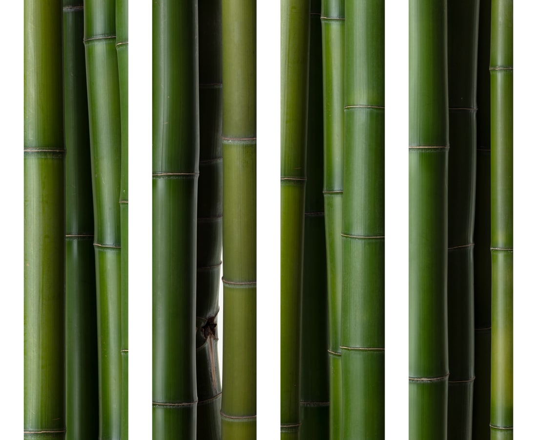 Takashi Tomo-oka, Bamboo 3, Take, 2019