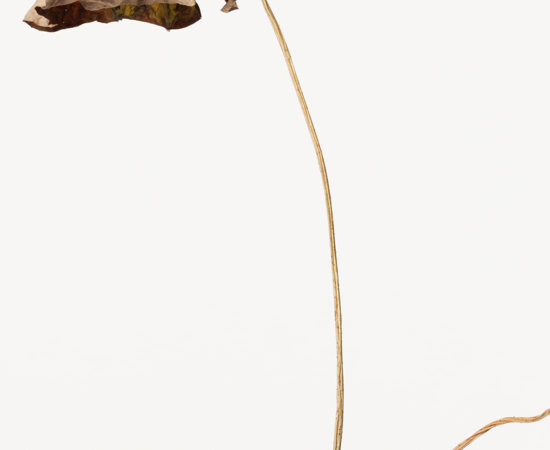 Takashi Tomo-oka, Dried Lotus 3, Karehasu, 2014
