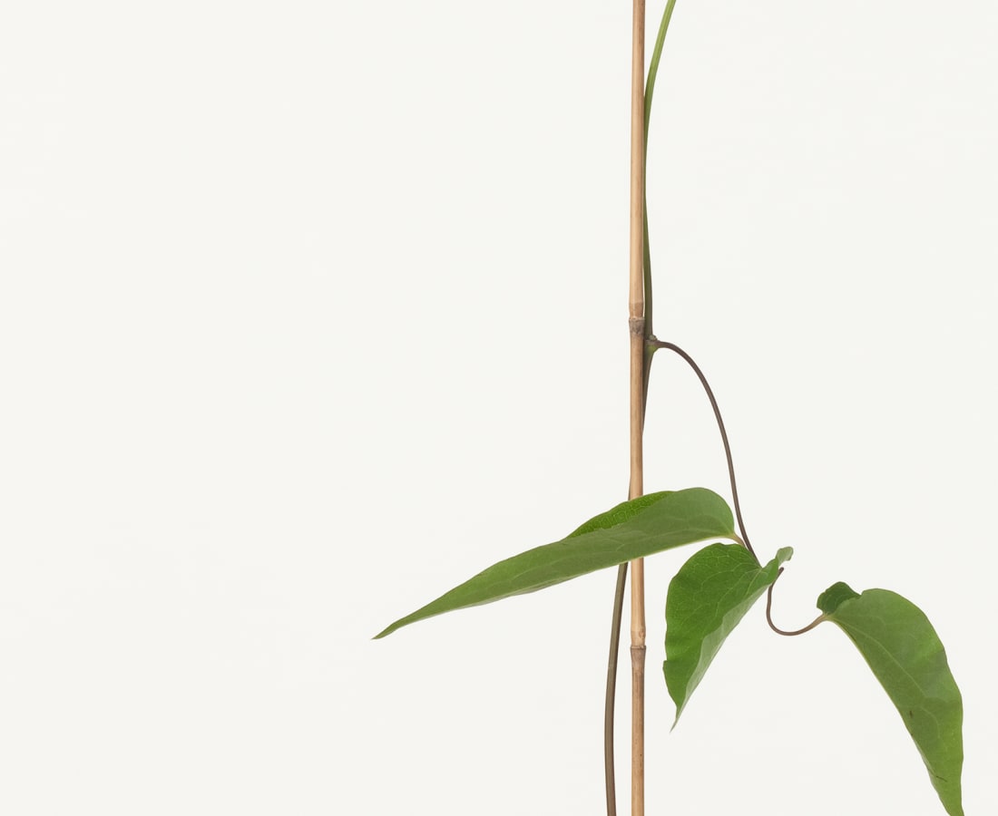 Takashi Tomo-oka, Asian Virginsbower, Tessen, 2012