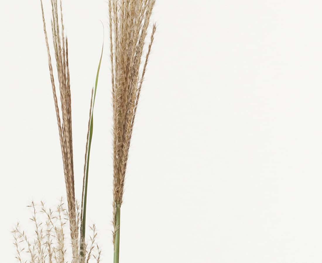 Takashi Tomo-oka, Pampas Grass1, Susuki, 2013