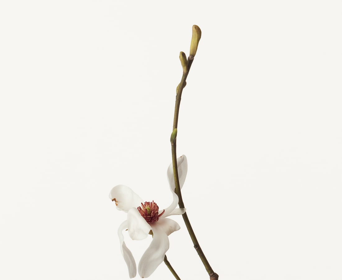 Takashi Tomo-oka, Magnolia Kobus 1, Kobushi, 2012