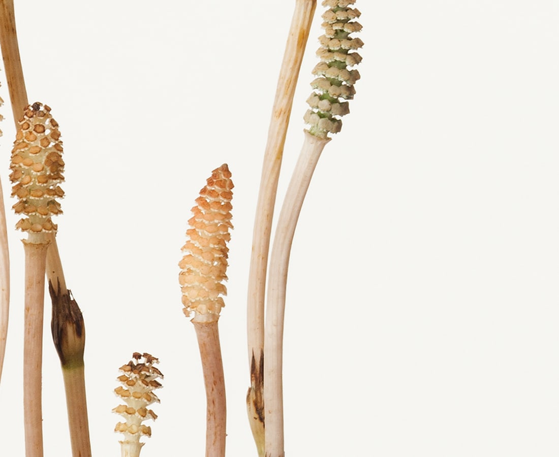 Takashi Tomo-oka, Horsetail 1, Tsukushi, 2016