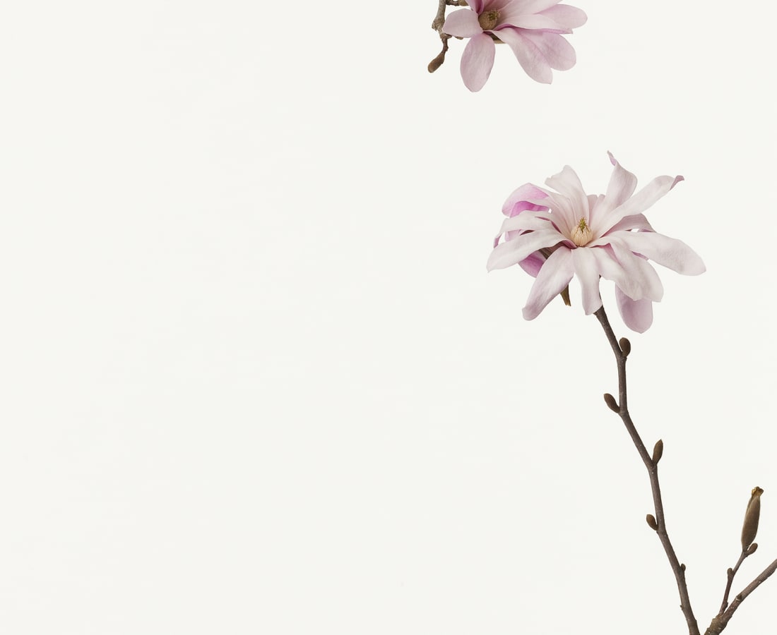 Takashi Tomo-oka, Magnolia Kobus 2, Kobushi, 2013