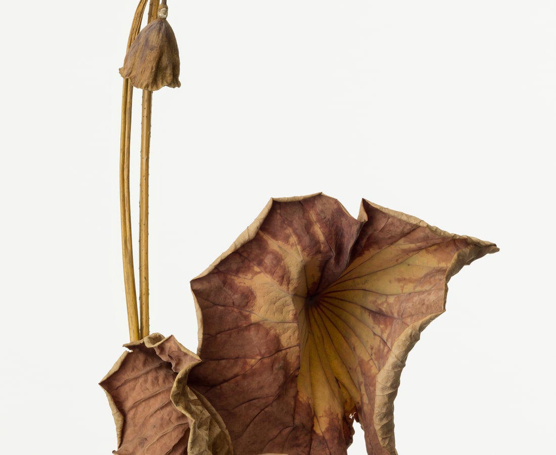Takashi Tomo-oka, Dried Lotus 5, Karehasu, 2017