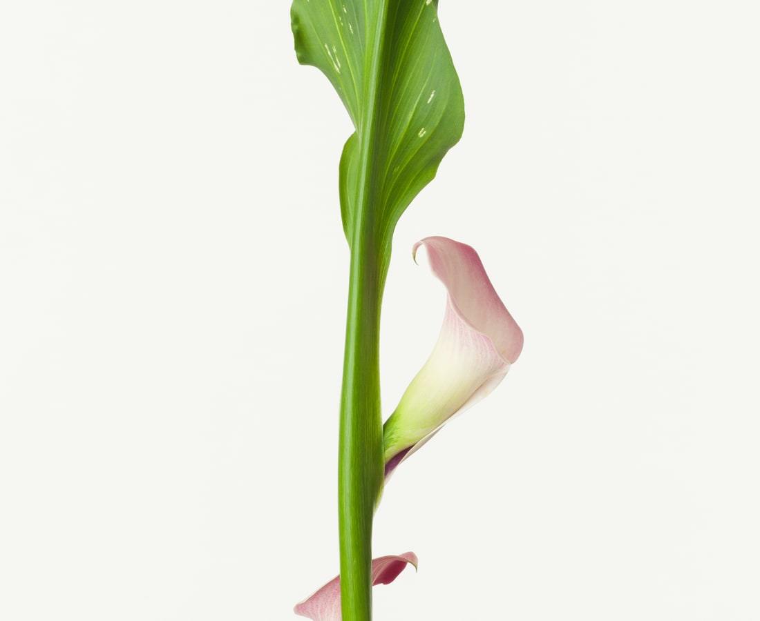 Takashi Tomo-oka, Calla 1, Calla, 2016