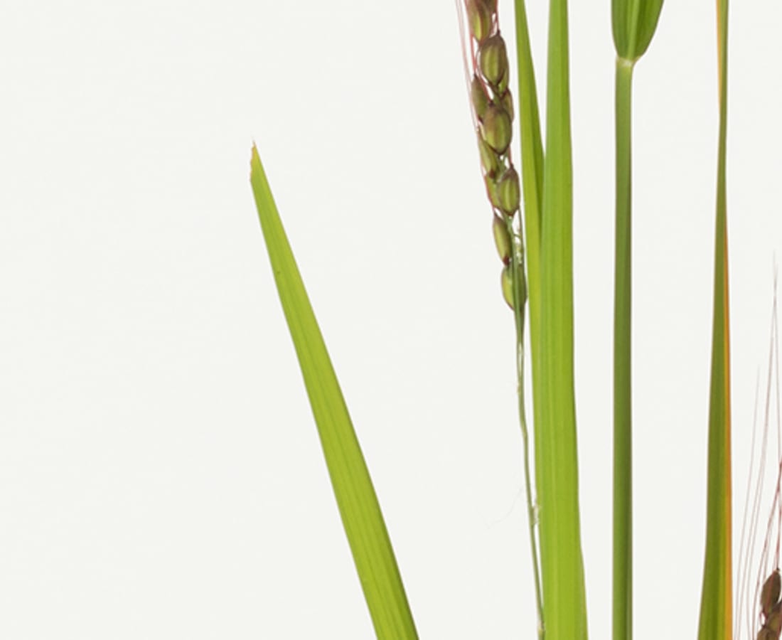 Takashi Tomo-oka, Ear of Rice 2, Inaho, 2019