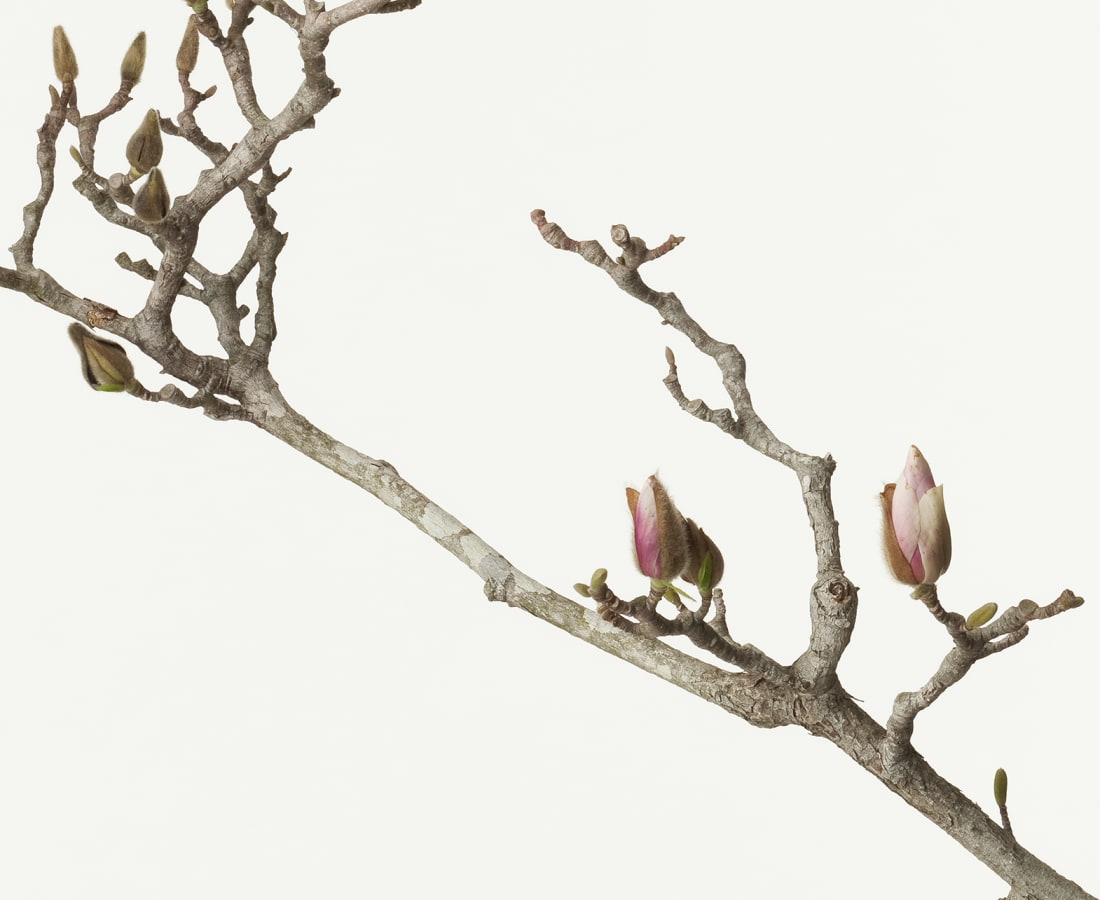 Takashi Tomo-oka, Magnolia Liliiflora 3, Mokuren, 2013