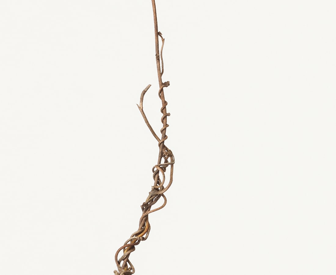 Takashi Tomo-oka, Cocculus Orbiculatu 2, Ao-tsuzura-fuji, 2014