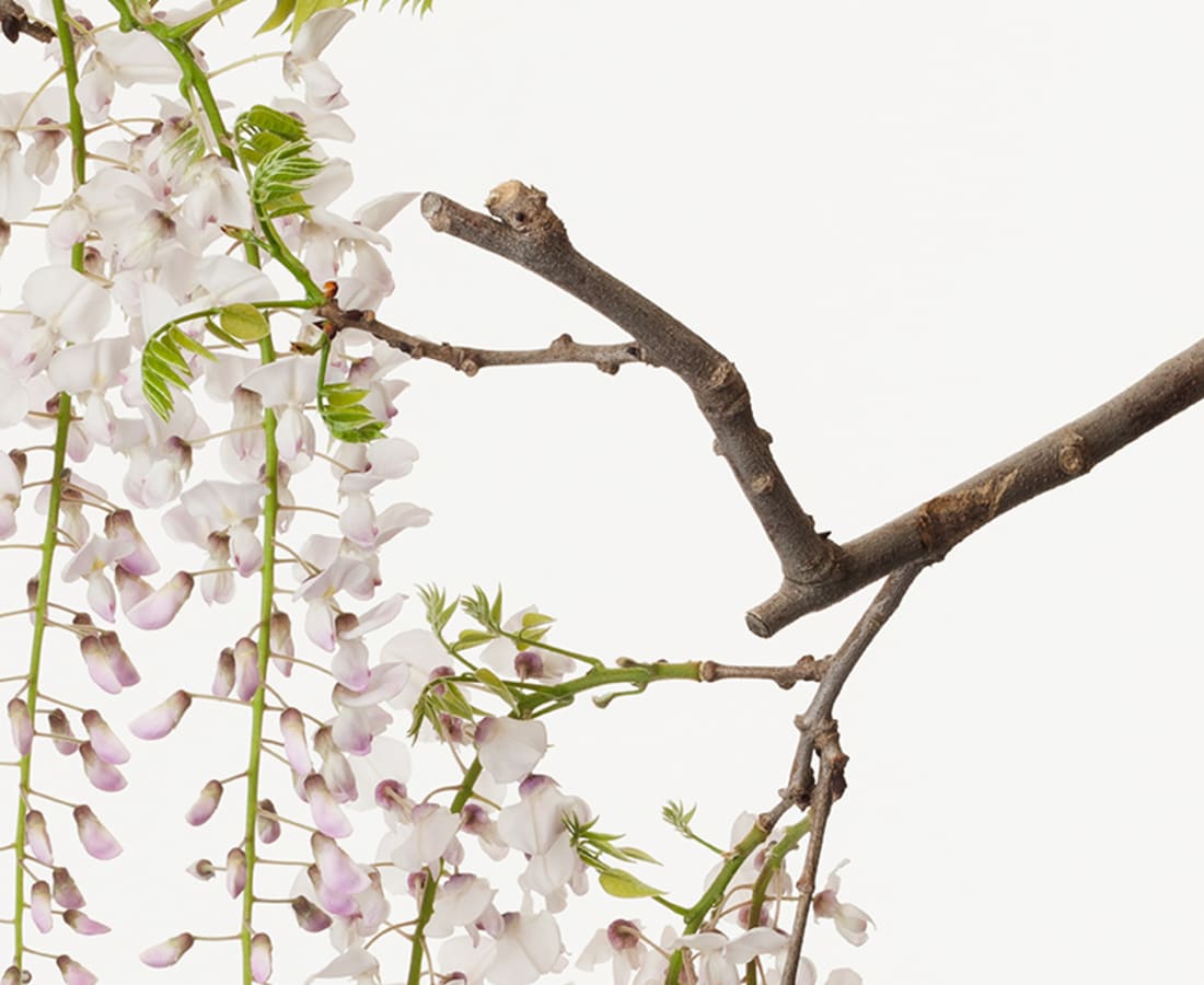 Takashi Tomo-oka, Calameae 3, Fuji, 2014