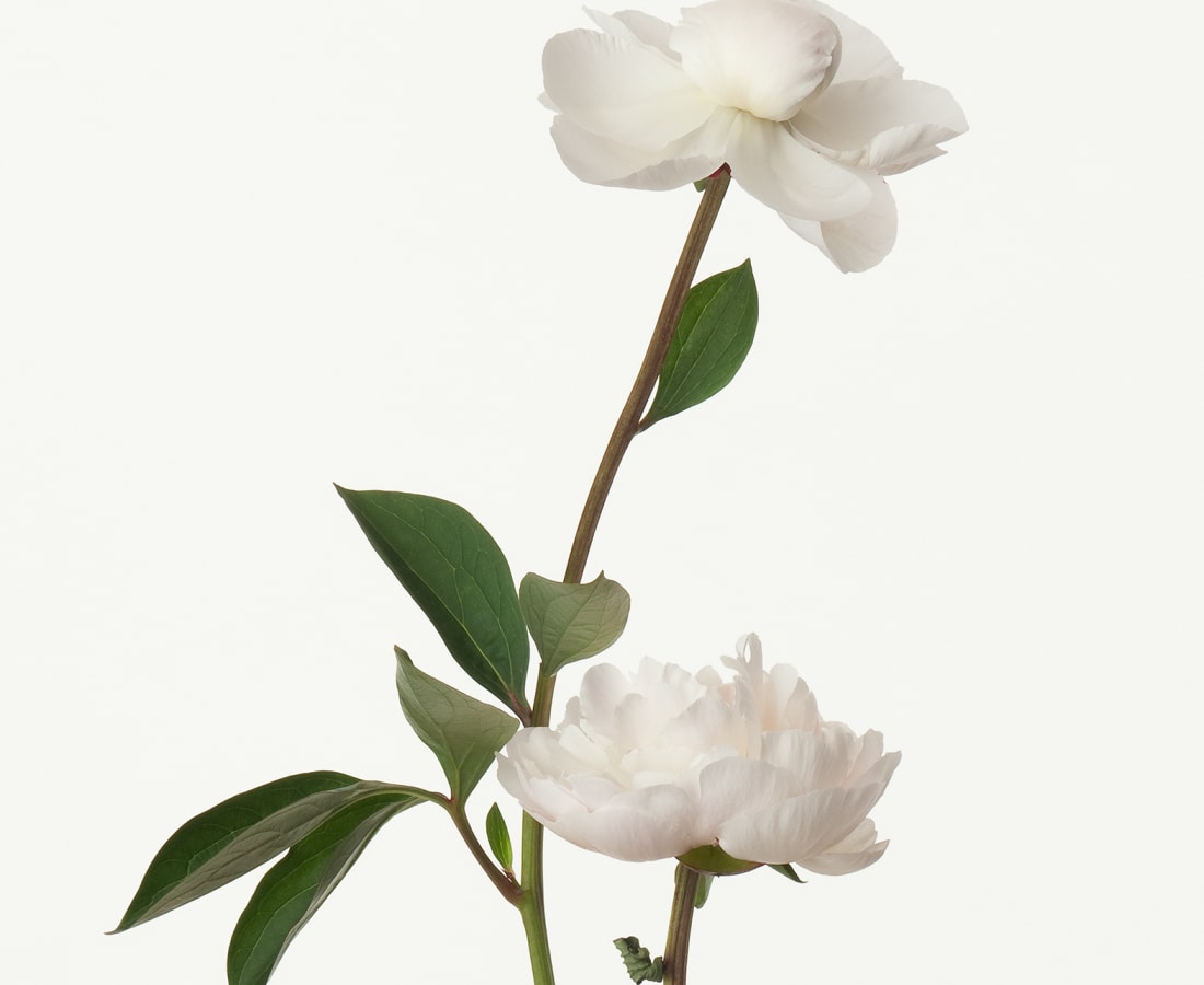 Takashi Tomo-oka, Chinese Peony, 2010