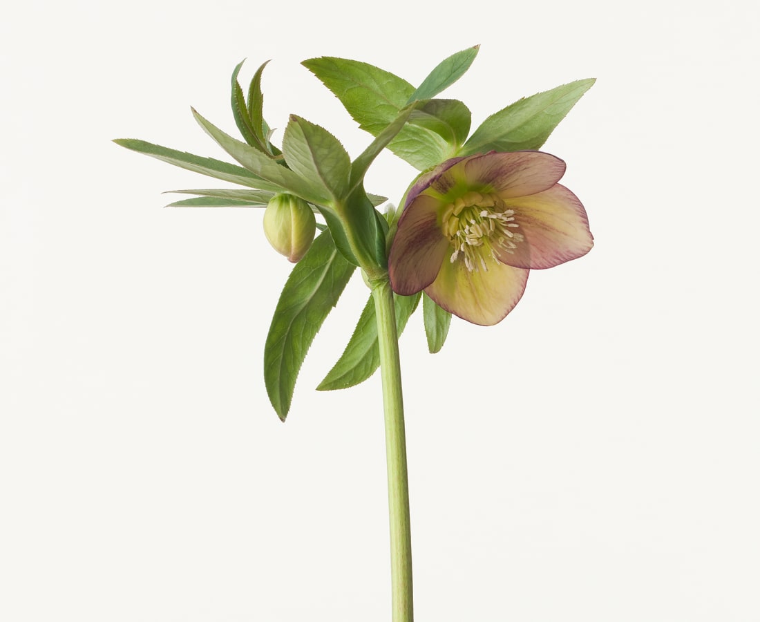 Takashi Tomo-oka, Christmas Rose 4, Christmas Rose, 2013