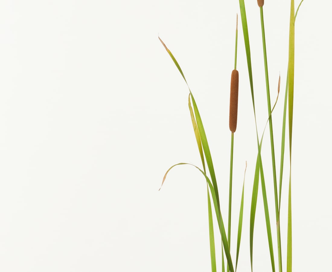 Takashi Tomo-oka, Small Reedmace, Himegama, 2013