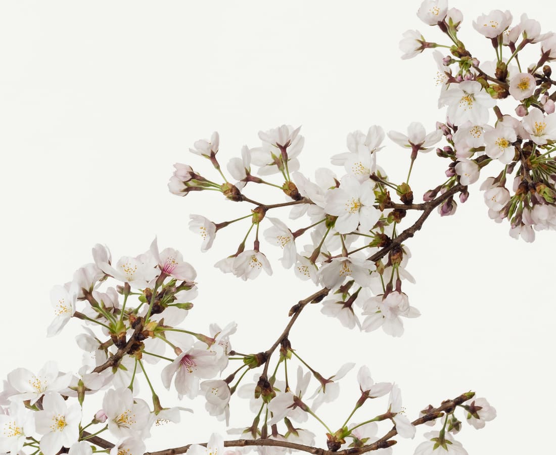 Takashi Tomo-oka, Cherry Blossom 4, Sakura, 2016