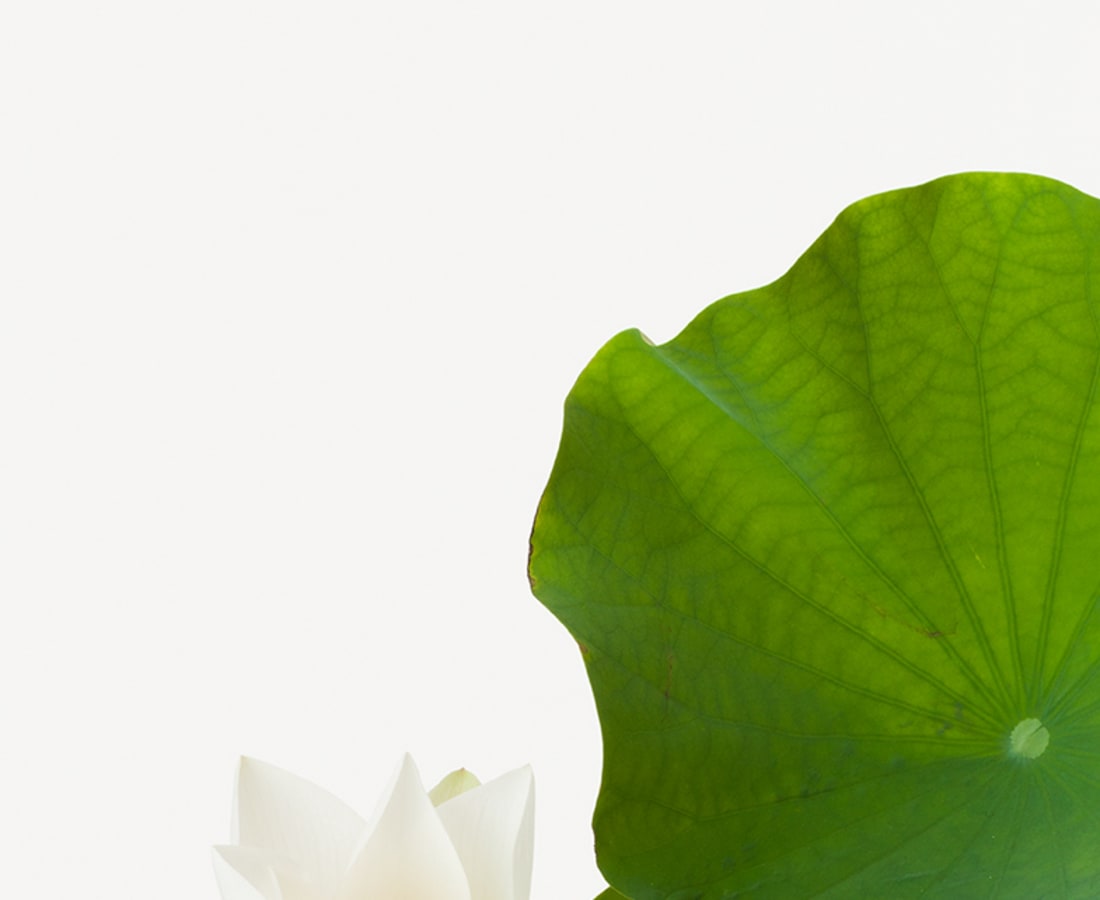 Takashi Tomo-oka, Tathata Lotus 5, Shinnyoren, 2014