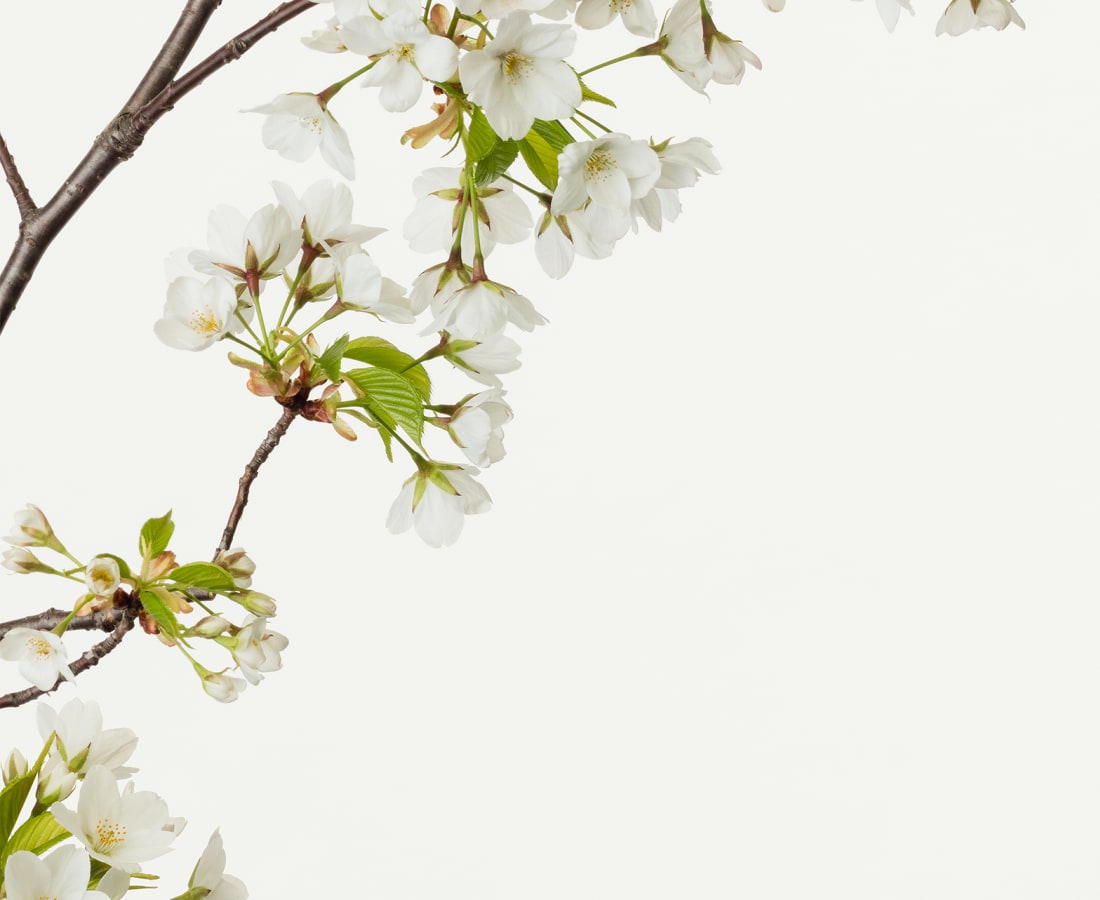 Takashi Tomo-oka, Prunus Speciosa 1, Oshima-zakura, 2019