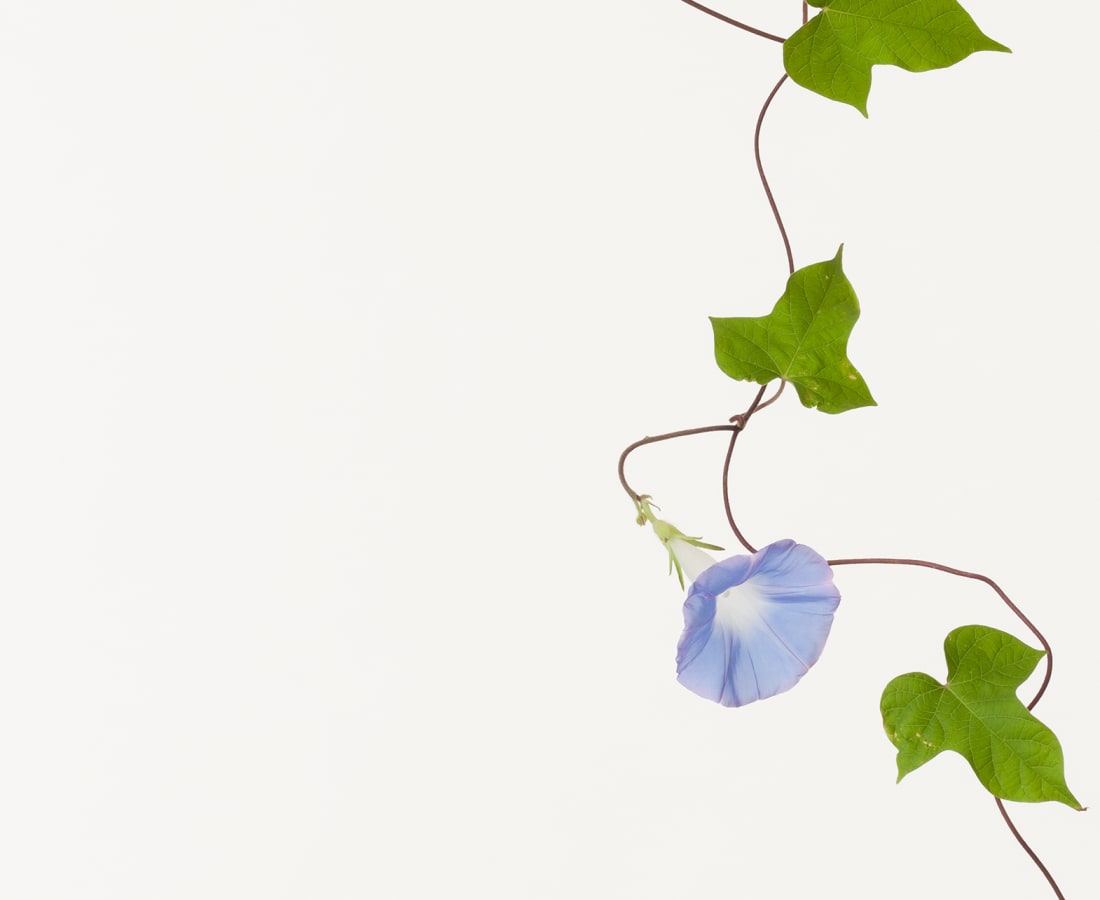Takashi Tomo-oka, Morning Glory 5, Asagao, 2016