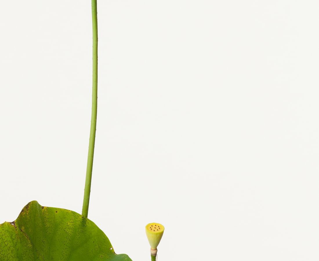 Takashi Tomo-oka, Pink Lotus 2, Oren, 2013