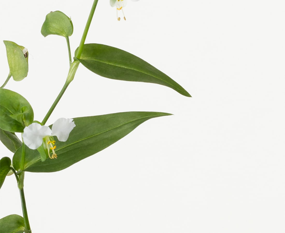 Takashi Tomo-oka, Dayflower 1, Tsuyukusa, 2019
