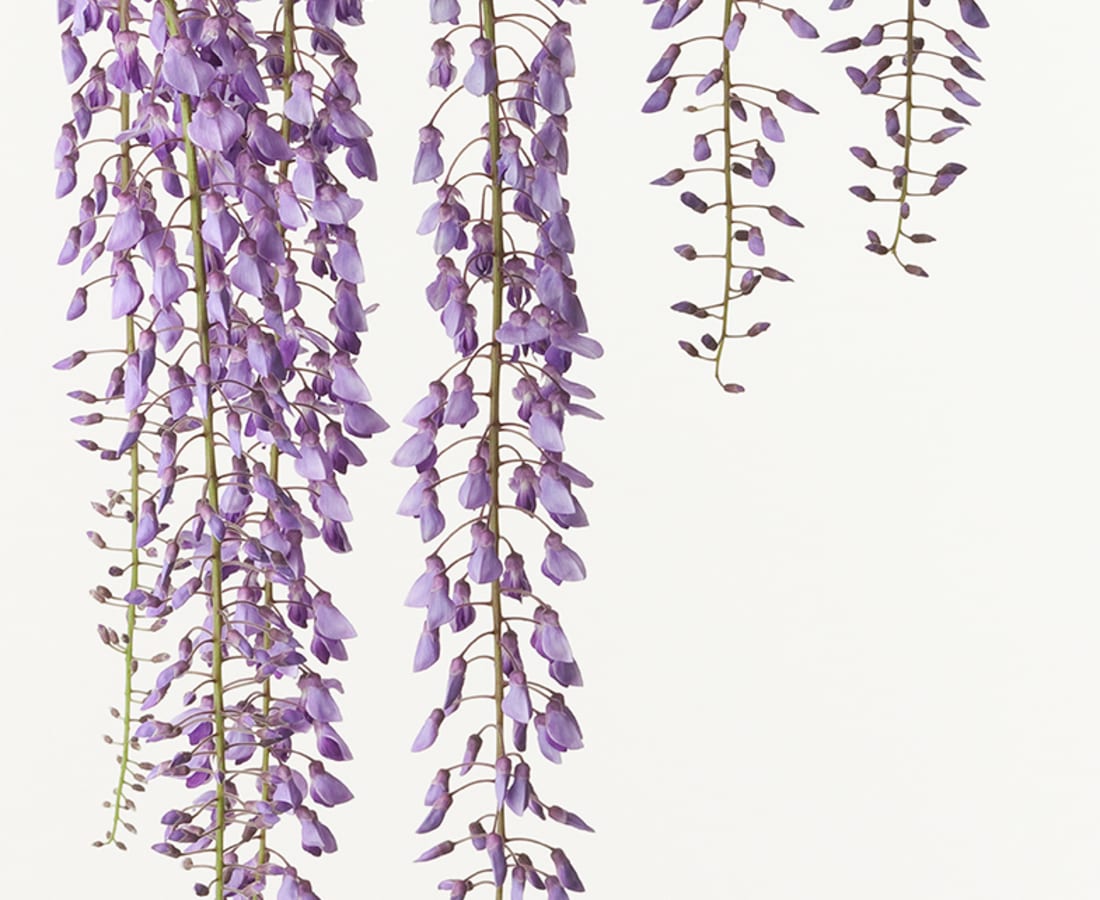 Takashi Tomo-oka, Wisteria, 2010