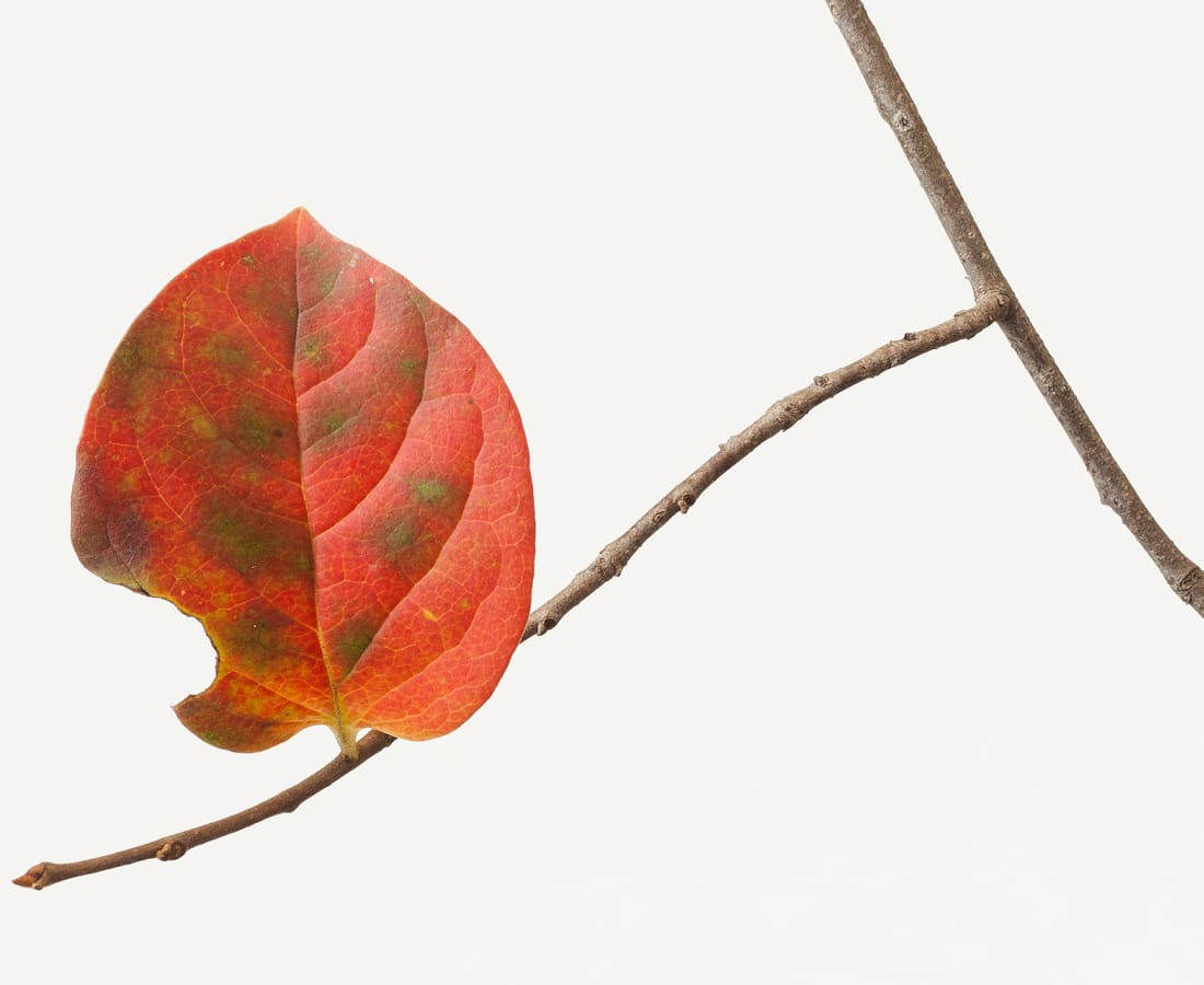 Takashi Tomo-oka, Persimmon Leaf 1, Kaki-no-ha, 2014