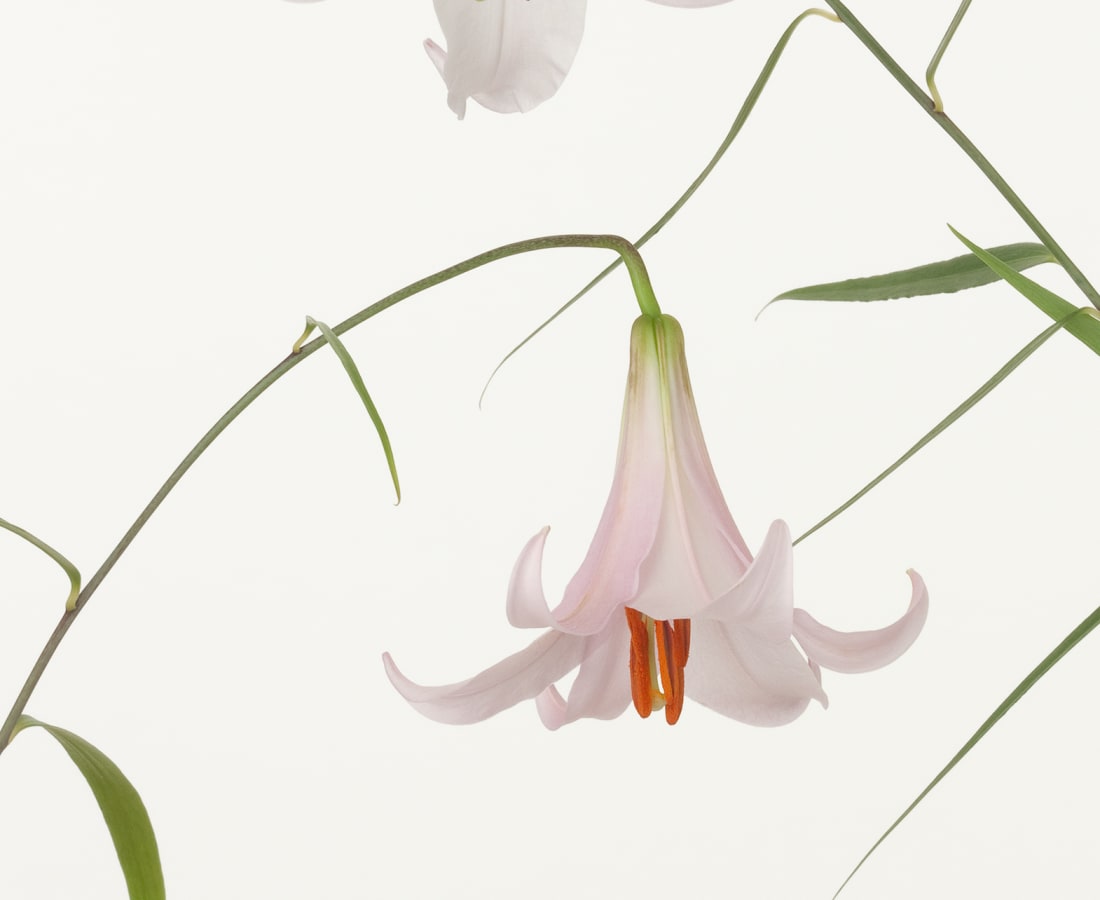 Takashi Tomo-oka, Bamboo Lily, 2010