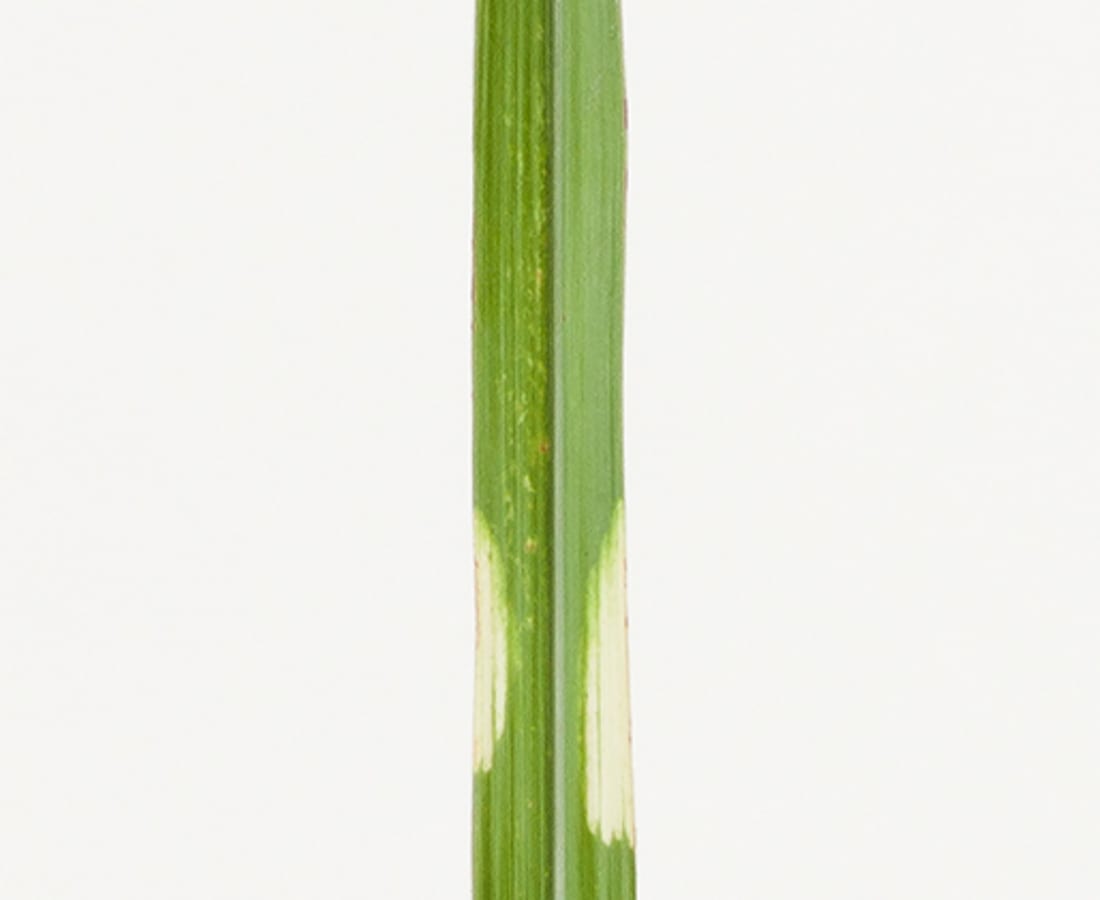 Takashi Tomo-oka, Pampas Grass 2, Susuki, 2014