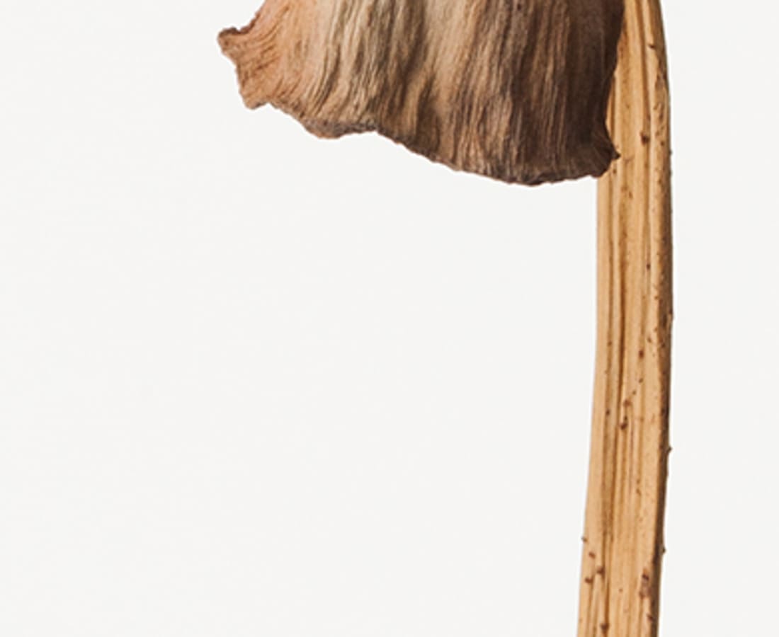 Takashi Tomo-oka, Dried Lotus 1, Karehasu, 2014