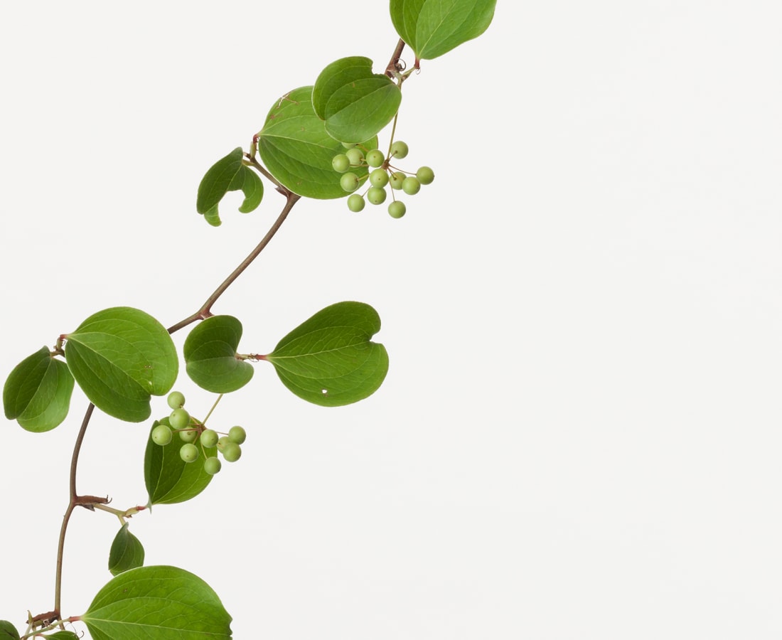 Takashi Tomo-oka, Smilax Glabra 3, Sankirai, 2019