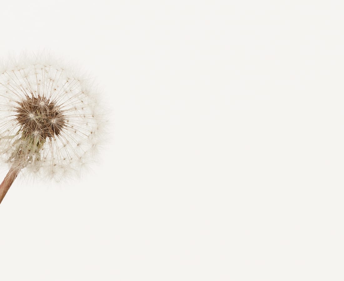 Takashi Tomo-oka, Dandelion 3, Tanpopo, 2016
