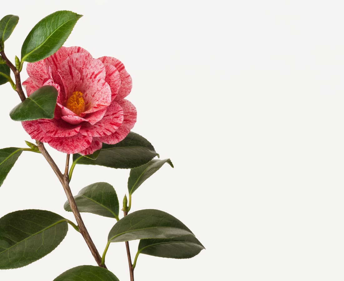 Takashi Tomo-oka, Camellia 4, Tsubaki, 2016
