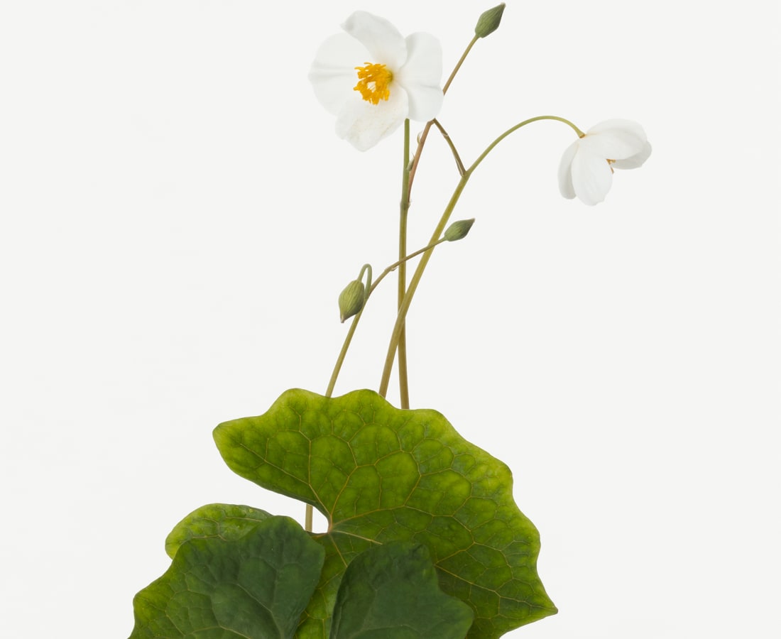Takashi Tomo-oka, Snow Poppy 1, Shirayuki-geshi, 2019
