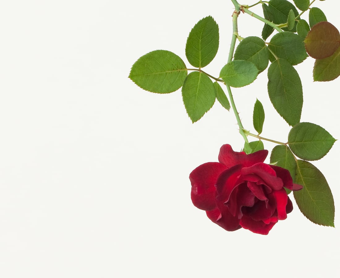 Takashi Tomo-oka, Rose 1, Bara, 2013