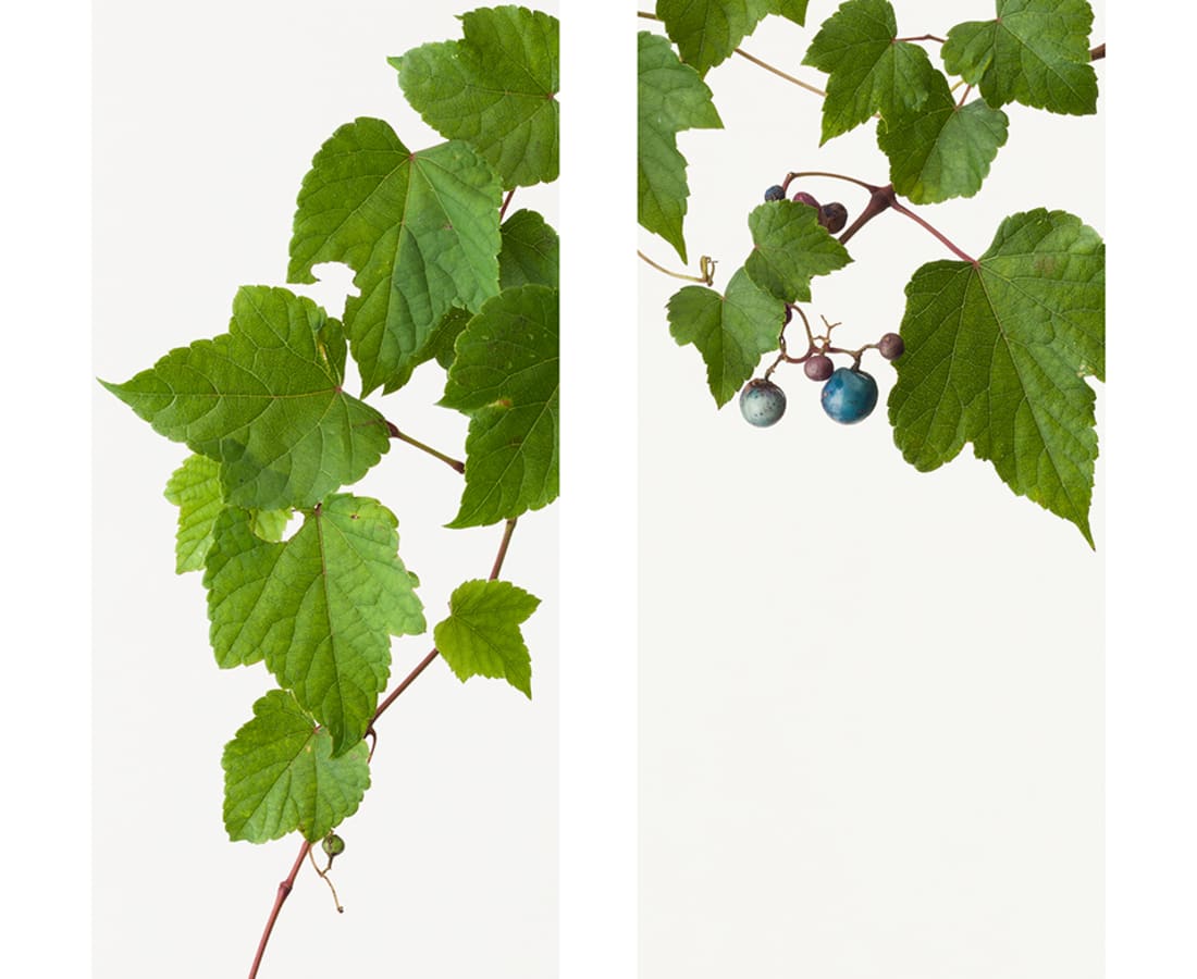 Takashi Tomo-oka, Wild Grape 1, Nobudo, 2014