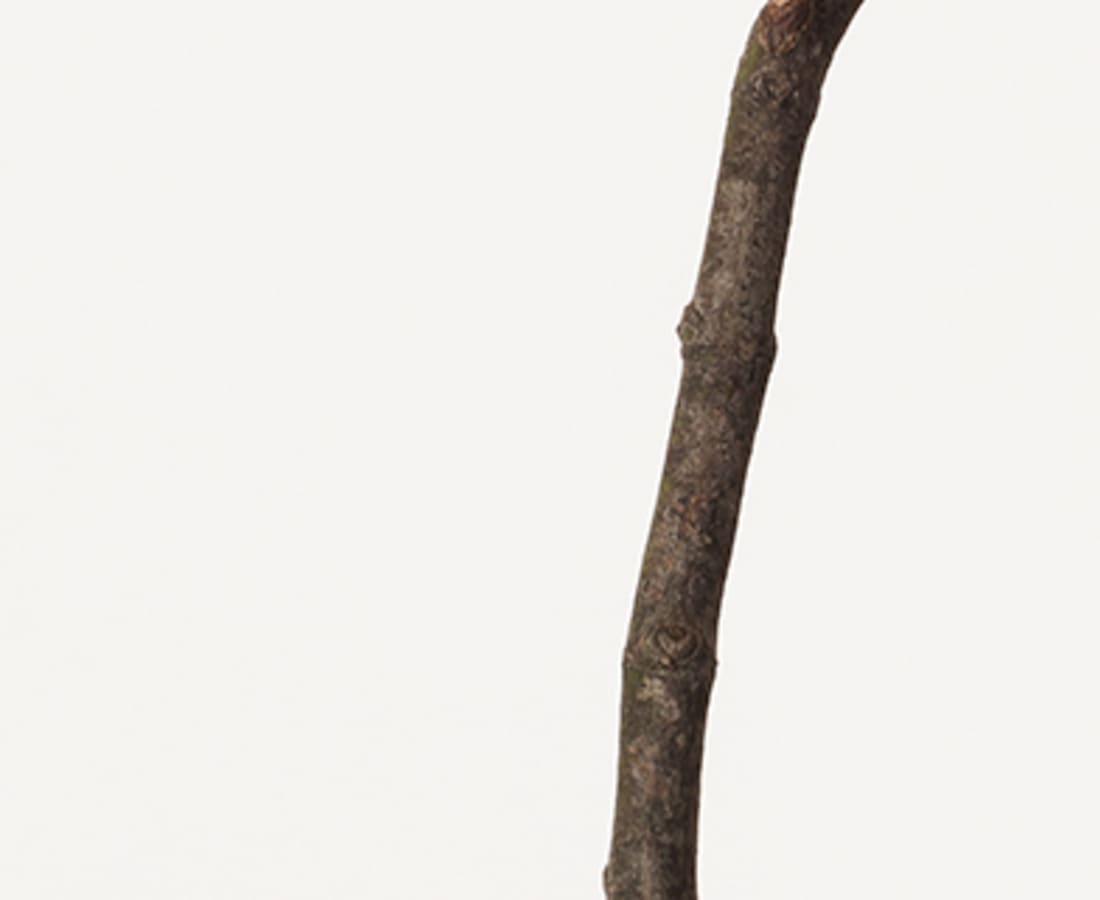 Takashi Tomo-oka, Maple 2, Kaede, 2016