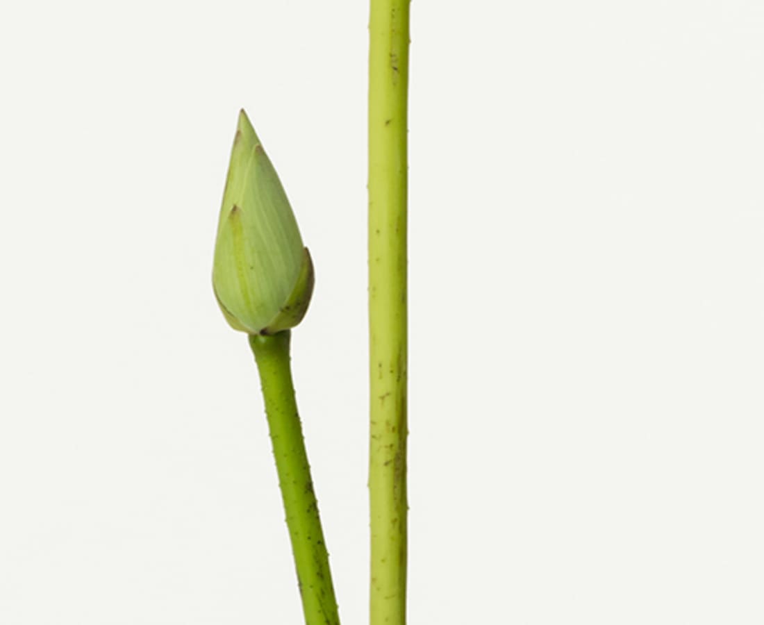 Takashi Tomo-oka, Byakkoren 1, Byakkoren, 2019