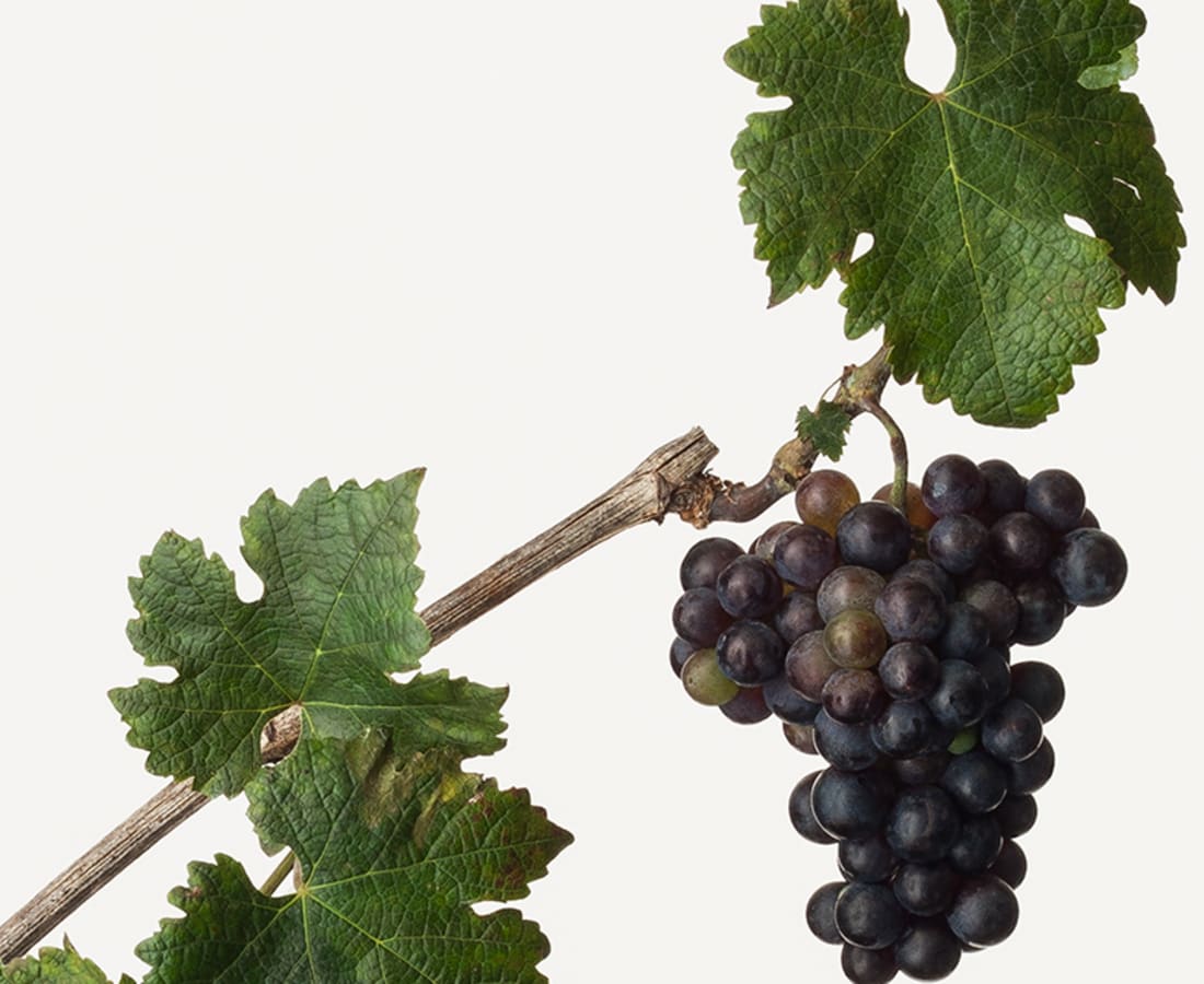 Takashi Tomo-oka, Grape 1, Budo, 2012