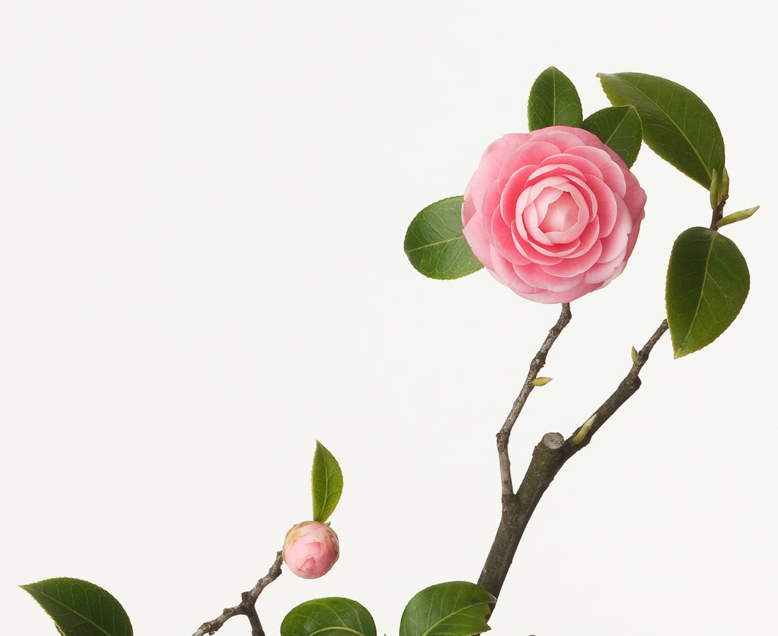 Takashi Tomo-oka, Maiden Camellia, 2010