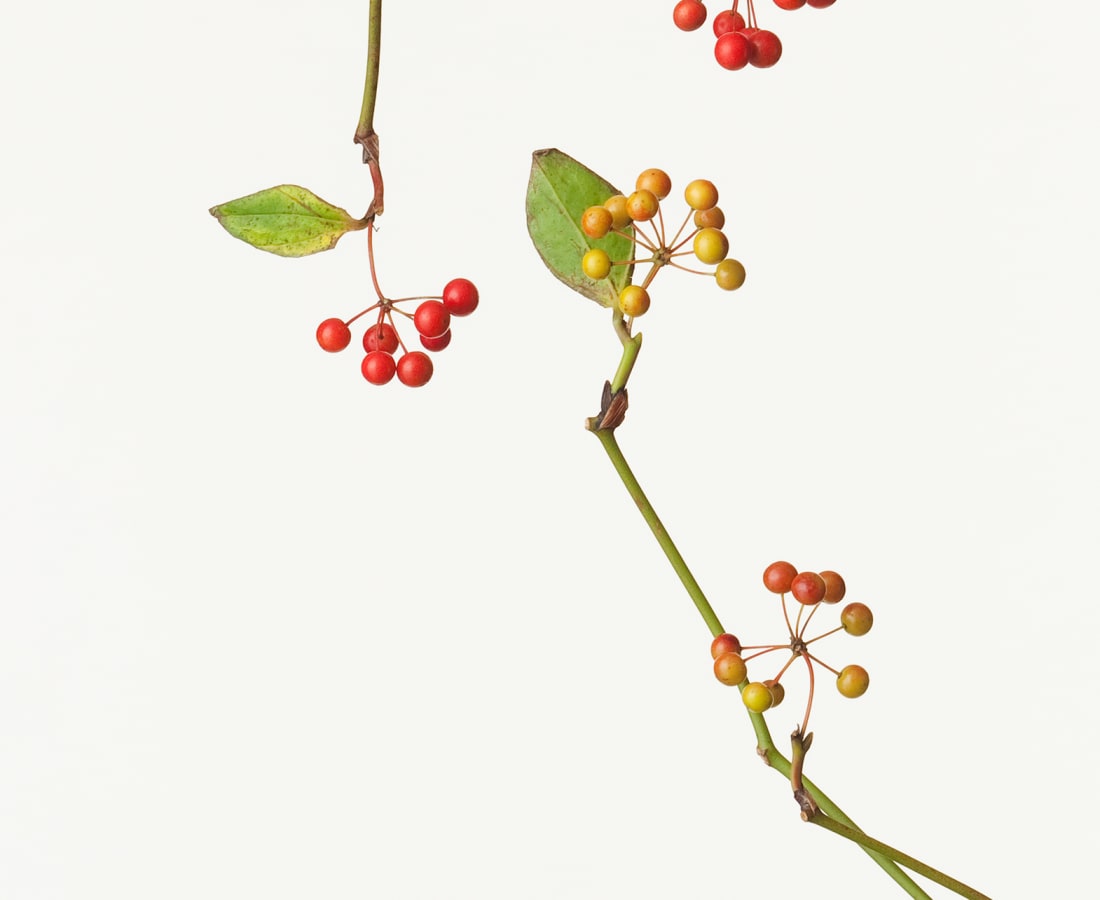 Takashi Tomo-oka, Smilax Glabra 1, Sankirai, 2012
