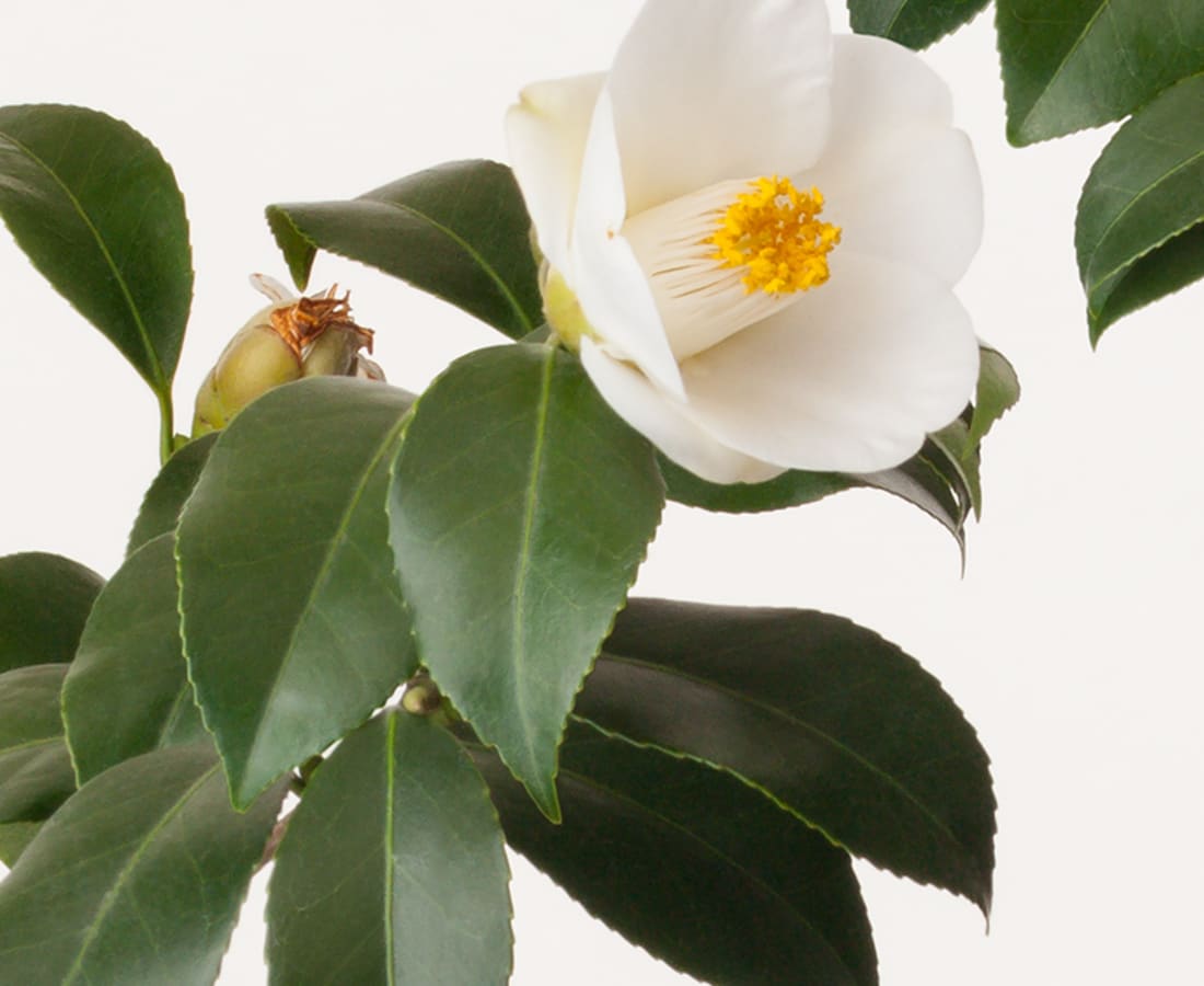 Takashi Tomo-oka, Camellia 7, Tsubaki, 2019