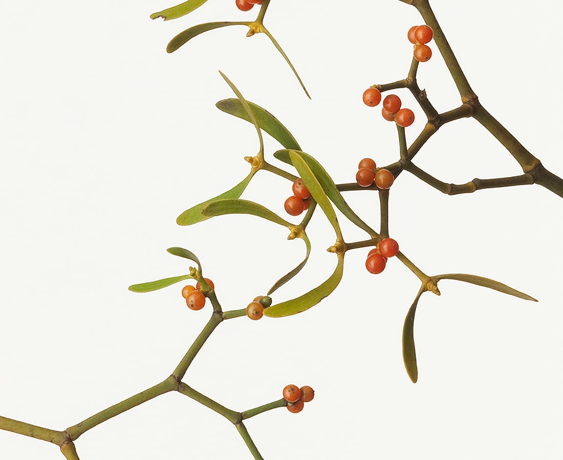 Takashi Tomo-oka, Mistletoe, Yadorigi, 2013