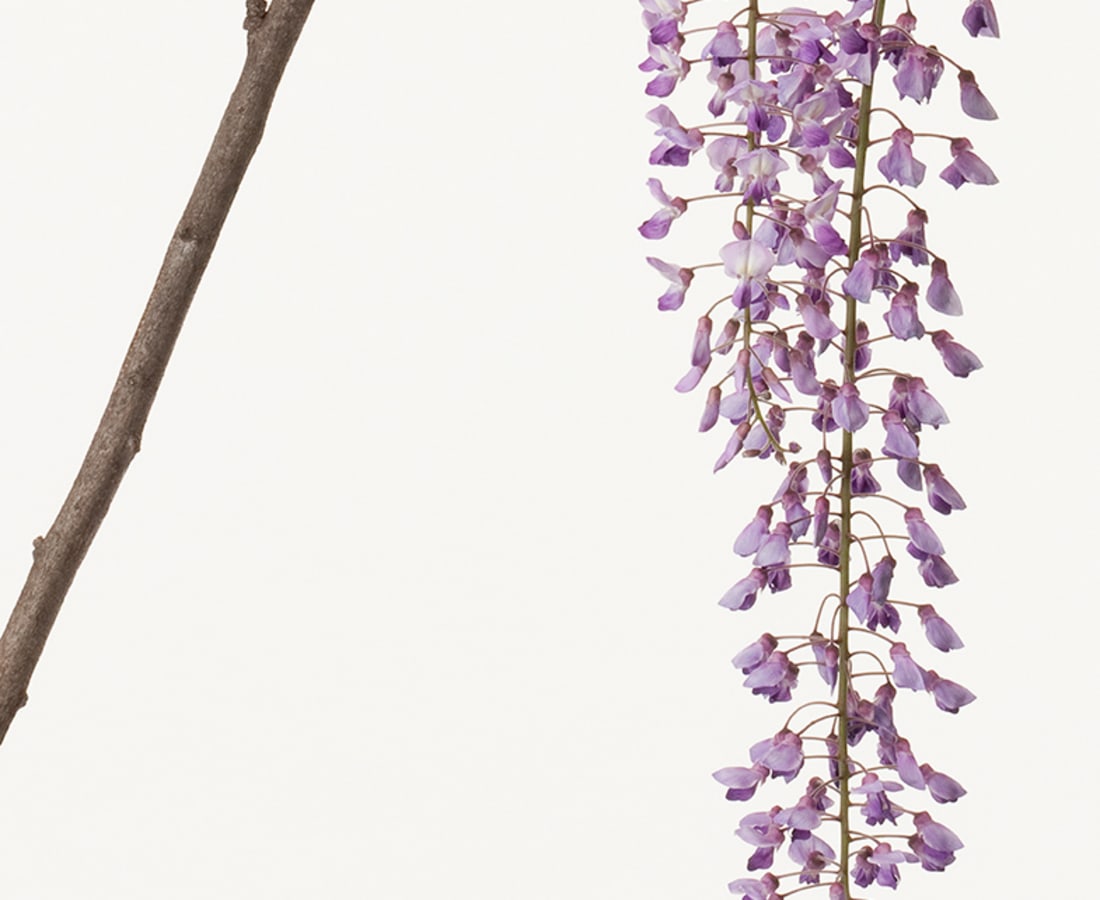 Takashi Tomo-oka, Calameae 2, Fuji, 2012